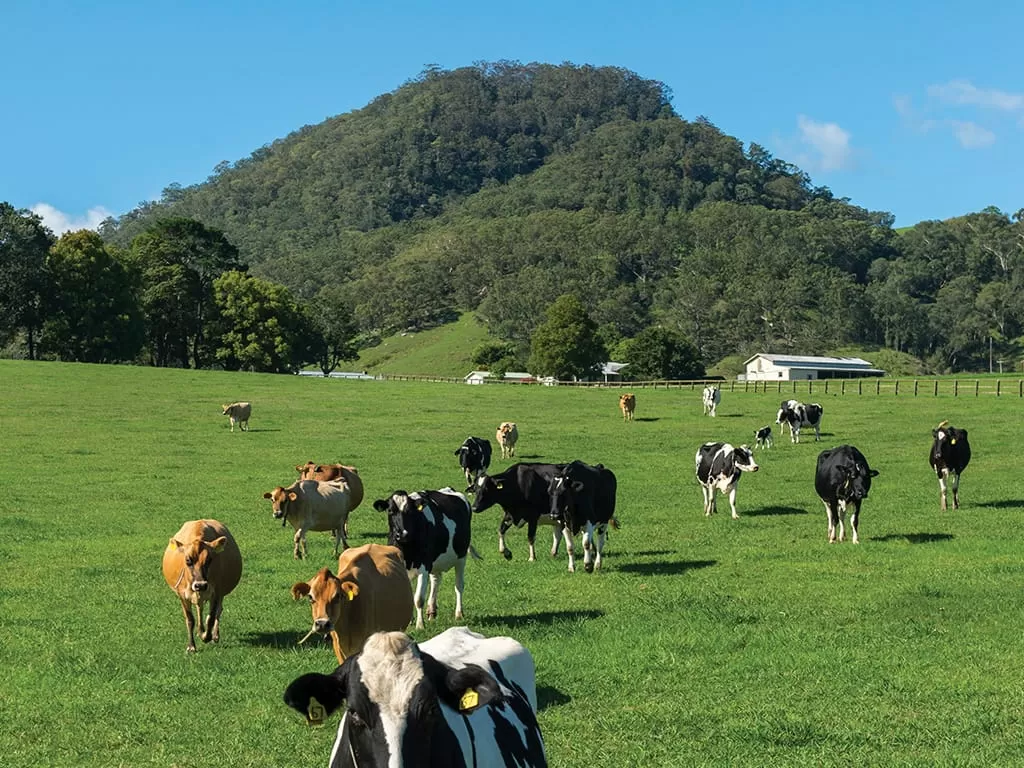 Herd of cows in green pasture