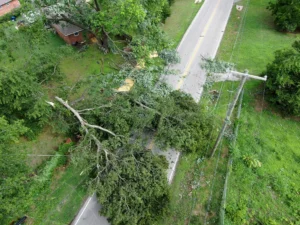 trees fallen on the ground